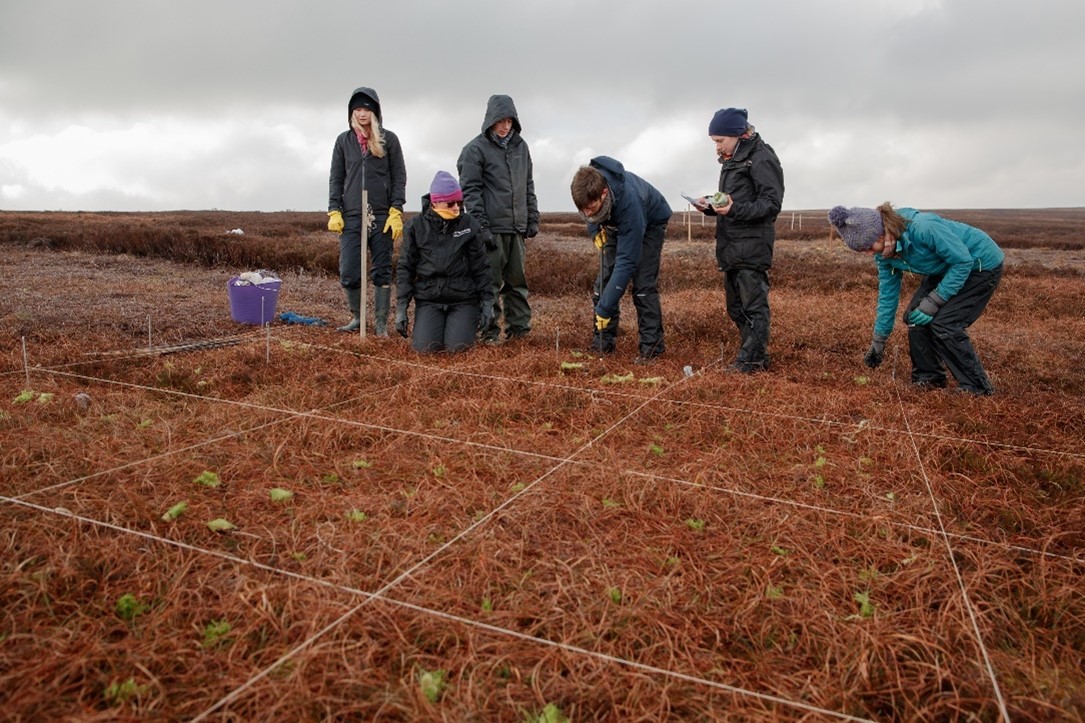 Group working together to mark out points in a field